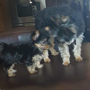 Meet your Posher, Darin